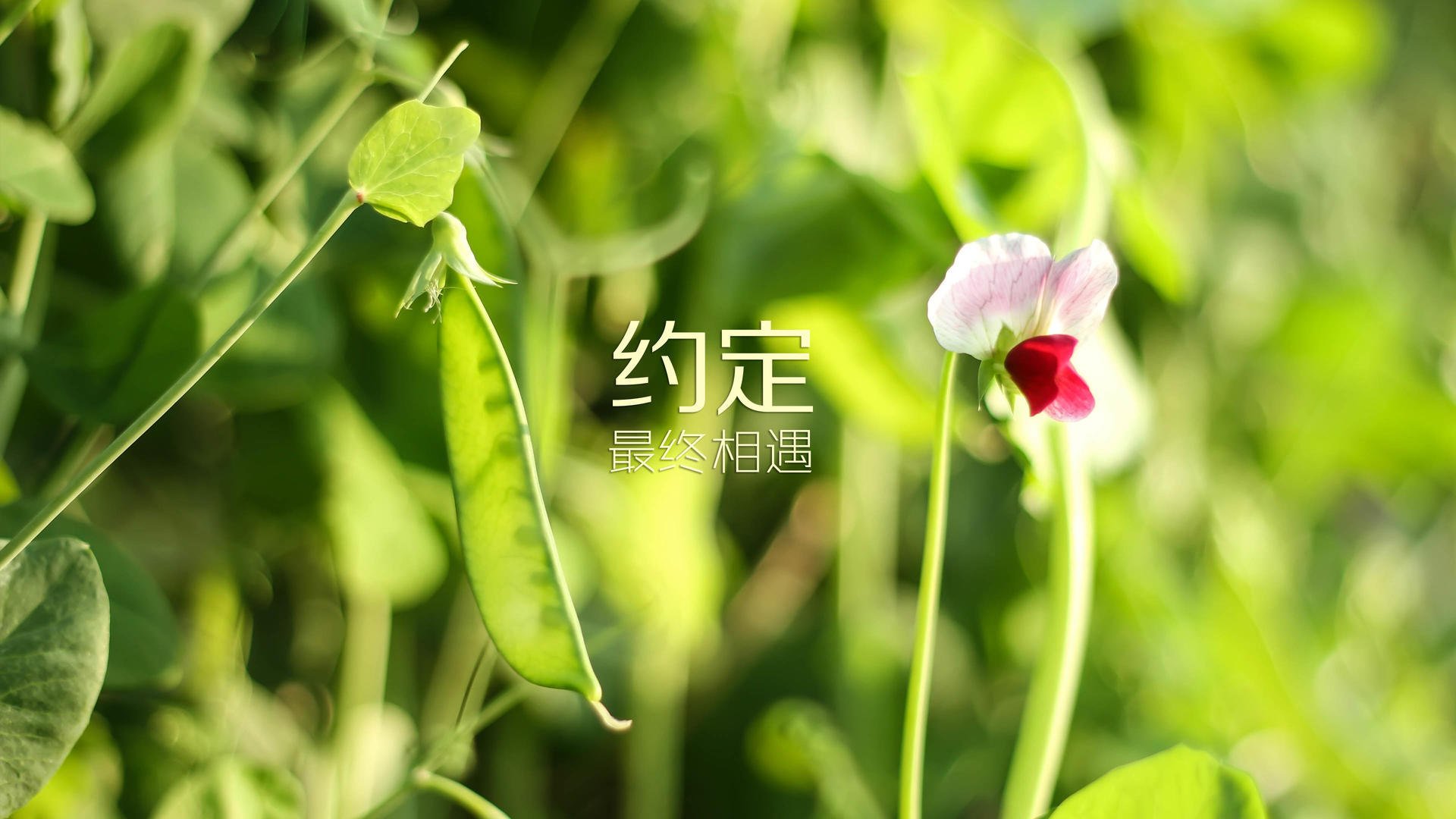 德甲策略升级：变化多端引领潮流！，德甲格局